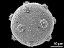 hydrated pollen grain