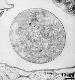 pollen grain in cross section