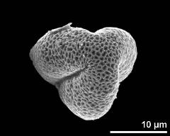 polar view (dry pollen grain)