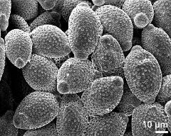 dry pollen grains