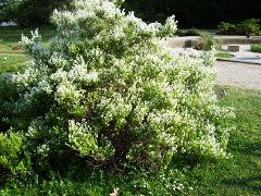 aspect of Atraphaxis buxifolia