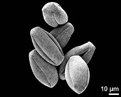 dry pollen grains