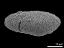 acetolyzed pollen,equatorial view