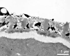 interapertural area of pollen wall