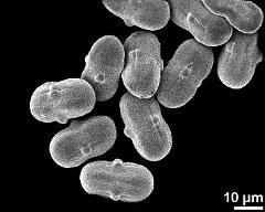 hydrated pollen grains