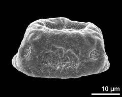 dry pollen grain in equatorial view