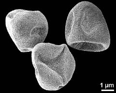 dry tetrads