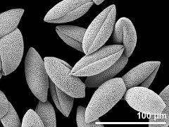 dry pollen grains