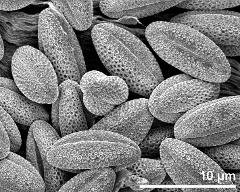 dry pollen grains