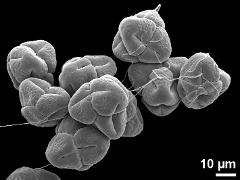 dry pollen tetrads