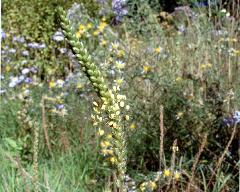 inflorescence(s)