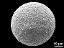 hydrated pollen grain