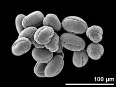 dry pollen grains