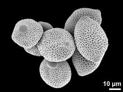 dry pollen grains