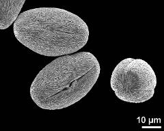 dry pollen grains