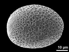 hydrated pollen grain