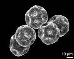 dry pollen grains