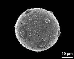 hydrated pollen grain