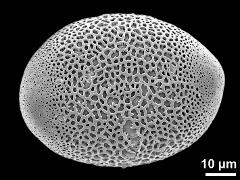 polar proximal view