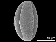 Pollen in equatorial view