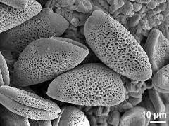 dry pollen grains