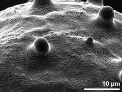 exine surface of dry pollen grain