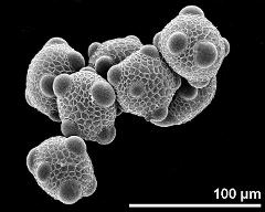 hydrated pollen grains