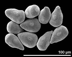 hydrated pollen grains