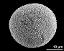 hydrated pollen grain