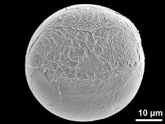 polar distal view (oblique)