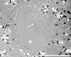 vegetative nucleus (asterisk) and generative cell (arrow)