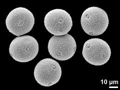 dry pollen grains