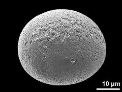 polar distal view (sulcate grain)