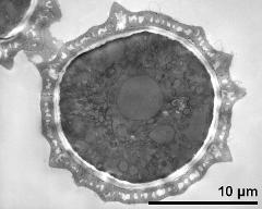 cross section of pollen grain