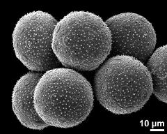 hydrated pollen grains