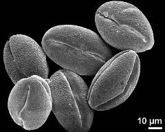 dry pollen grains