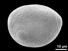 hydrated pollen grain