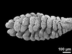 pollinium