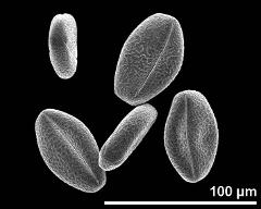 dry pollen grains