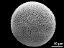 hydrated pollen grain