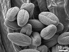 dry pollen grains