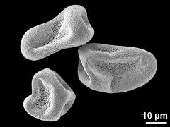 dry pseudomonads