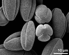 dry pollen grains