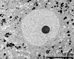 cytoplasm with vegetative nucleus, lipids