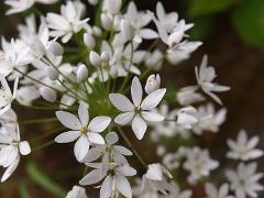 inflorescence(s)