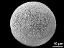 hydrated pollen grain