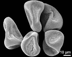 dry tetrads