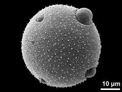 hydrated pollen,irregularly arranged apertures