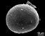 hydrated pollen grain