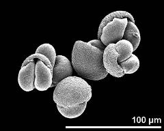 dry pollen grains